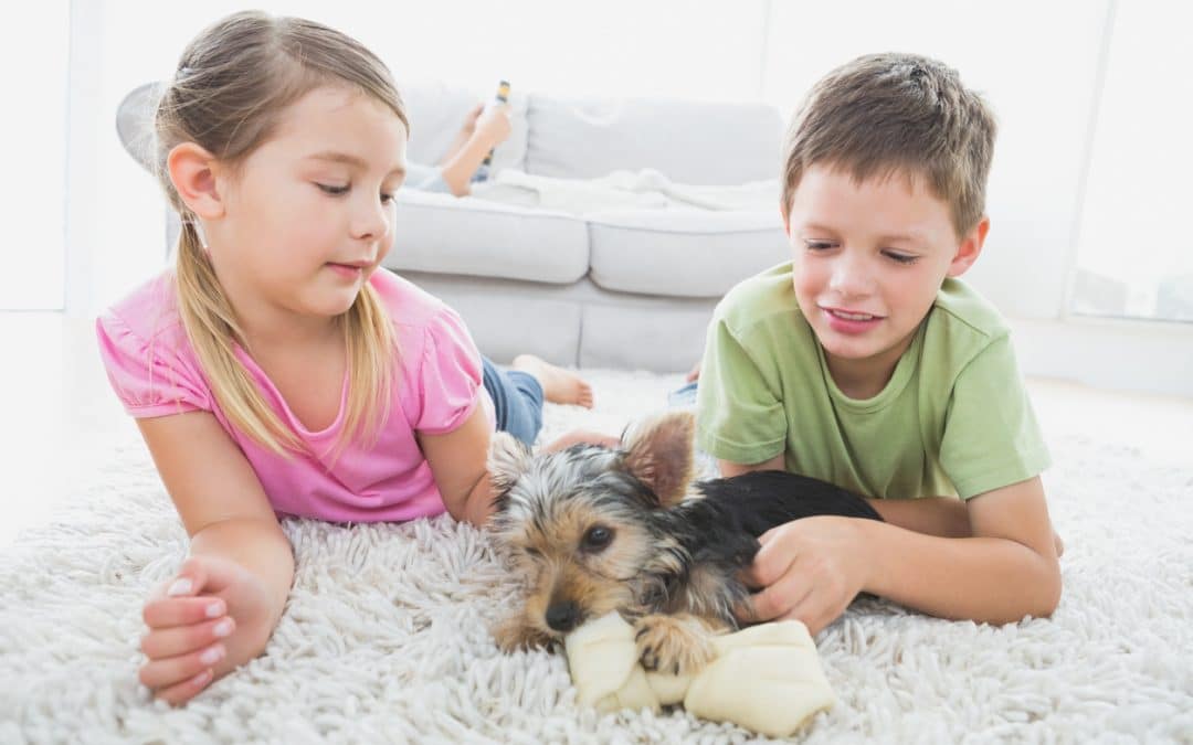 Clean house for pet allergies | Valley Restoration & Construction services
