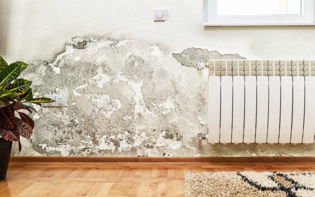 5 Common Myths about Mold in the House