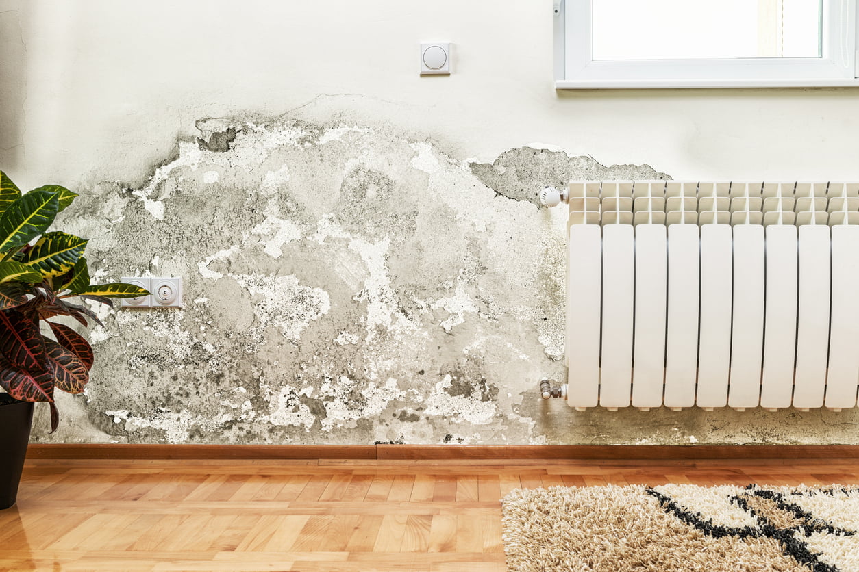 Myths about mold in the house | Valley Restoration and Construction