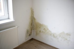 Mold Cleanup & Remediation