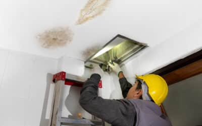 Mold Removal vs. Remediation? Know the Key Differences