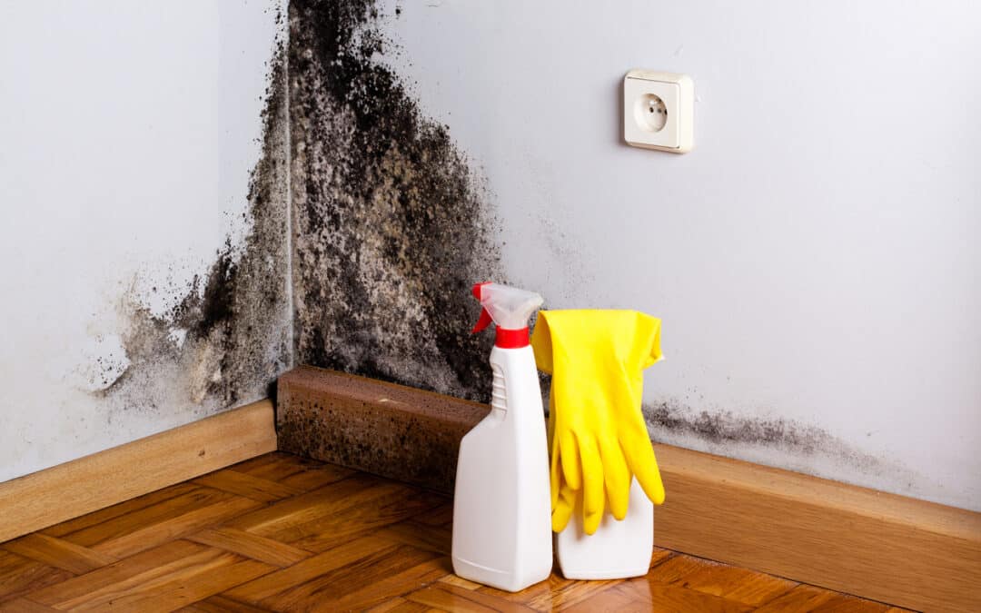 16 Common Types of Mold That May Grow in Your Home